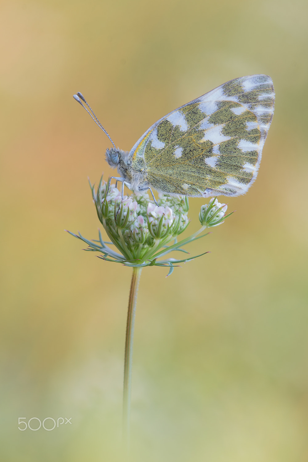 Sigma 150mm F2.8 EX DG Macro HSM sample photo. Pontia edusa photography