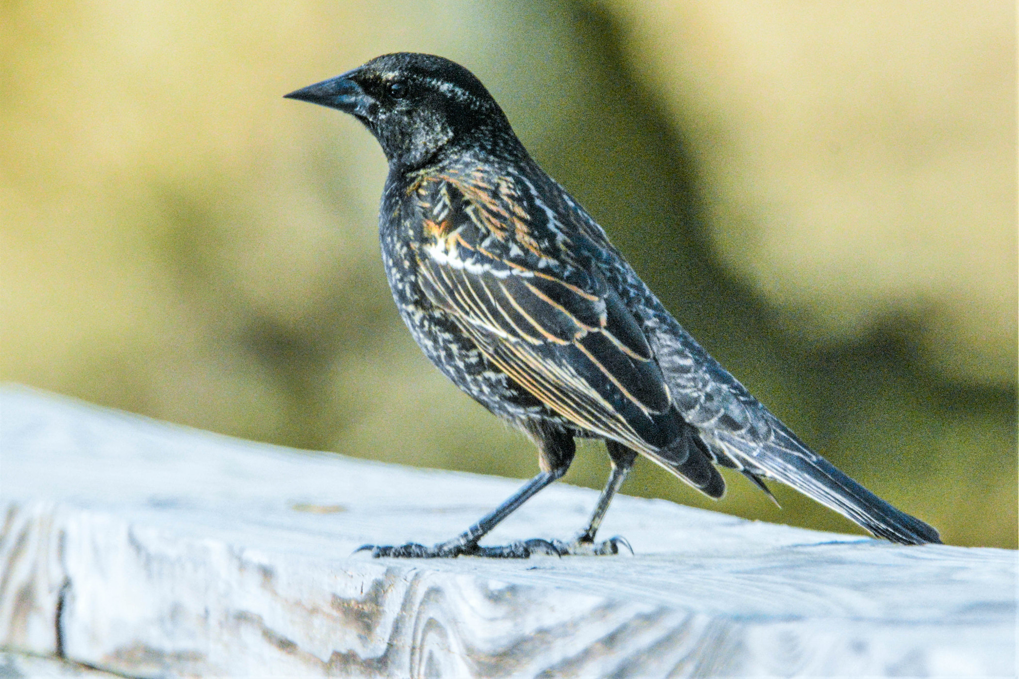 Sigma 150-600mm F5-6.3 DG OS HSM | C sample photo. Lookout photography