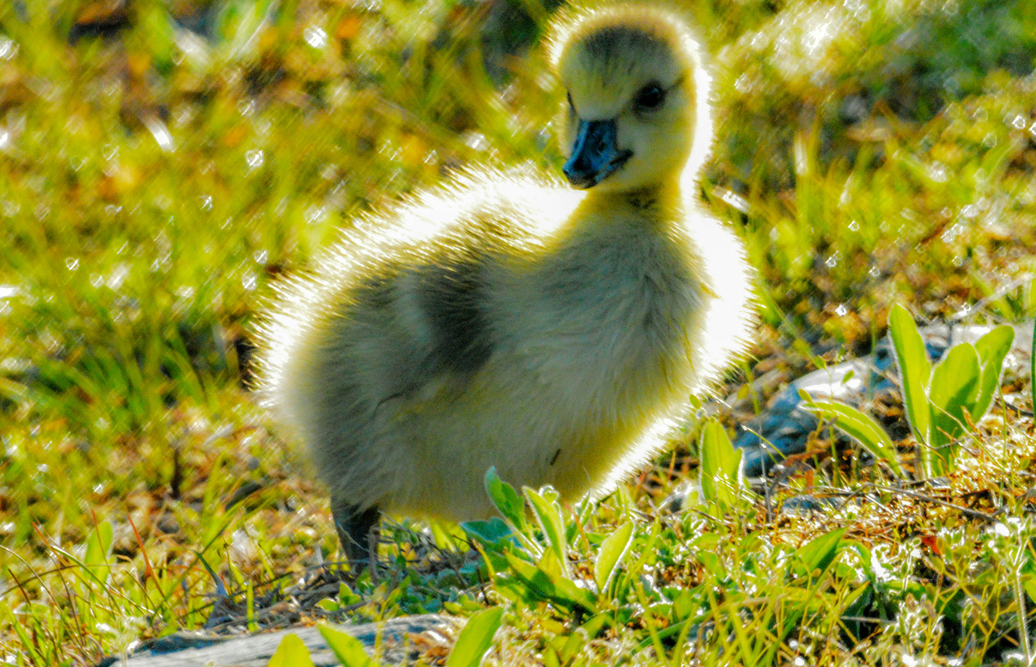 Sigma 150-600mm F5-6.3 DG OS HSM | C sample photo. Peeps photography