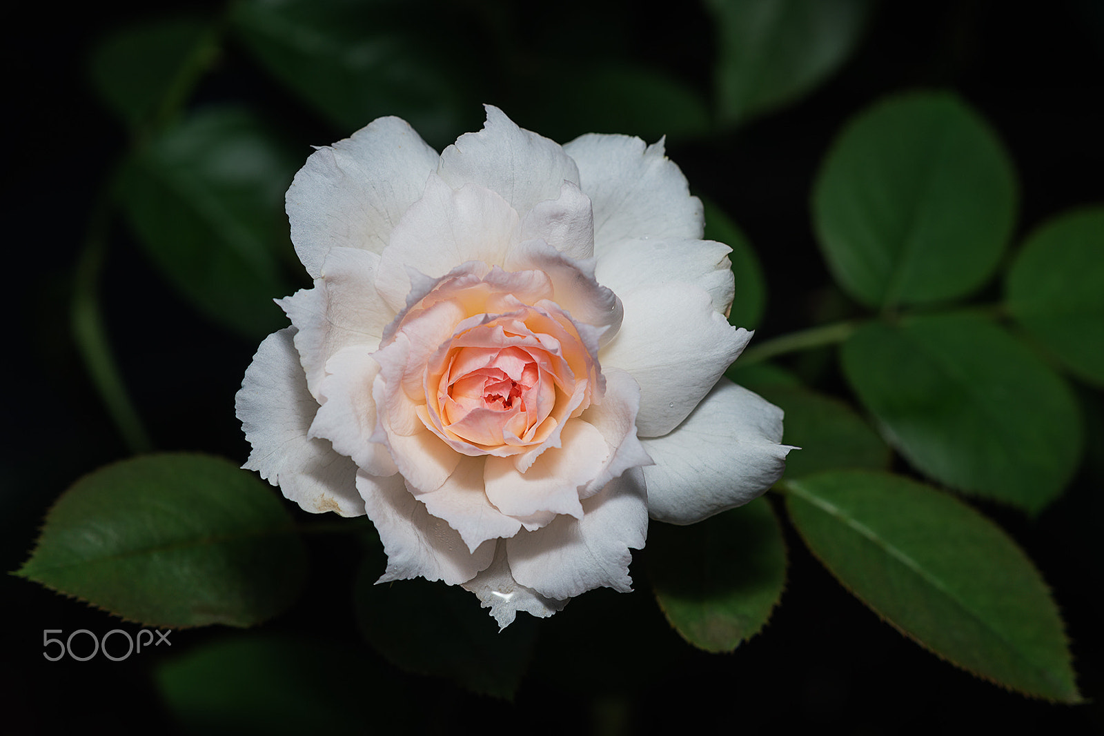 Sony a99 II + Sony 100mm F2.8 Macro sample photo. Misaki nadeshiko photography