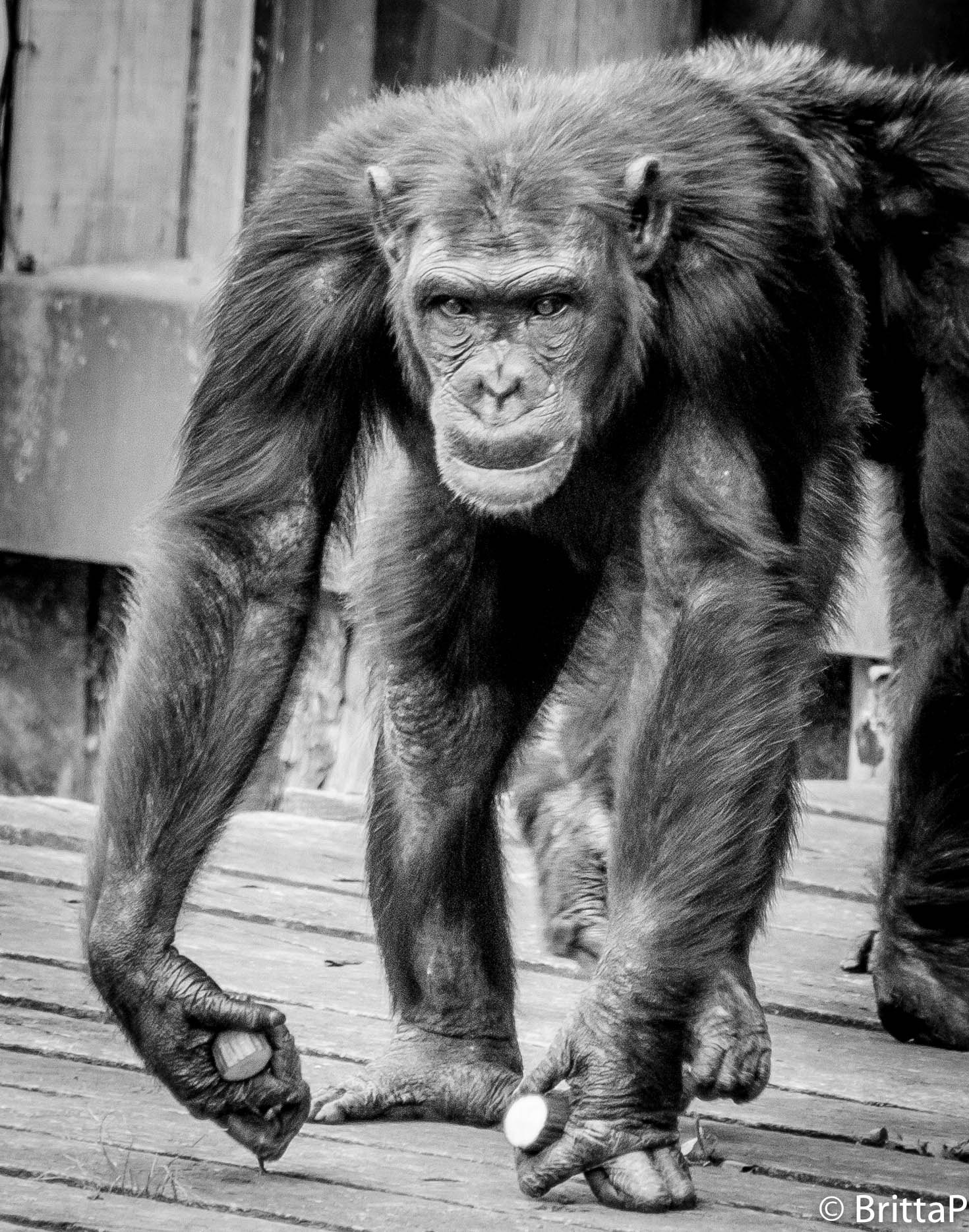 Nikon D300S sample photo. Don't mess with me!! photography