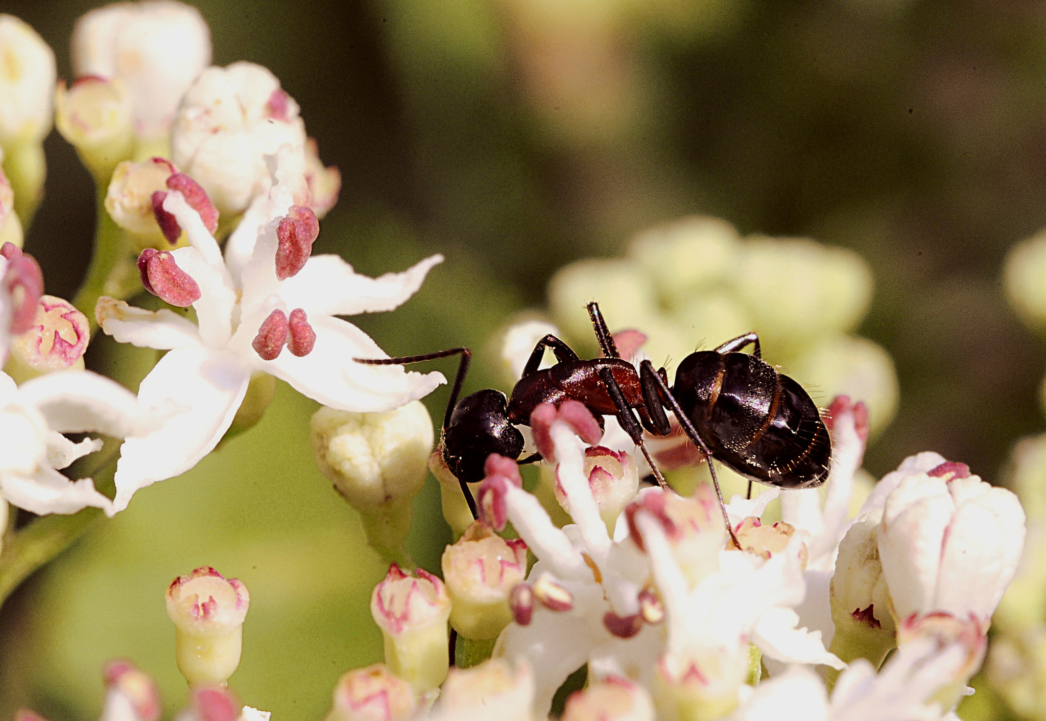 Manual Lens No CPU sample photo. Ant photography