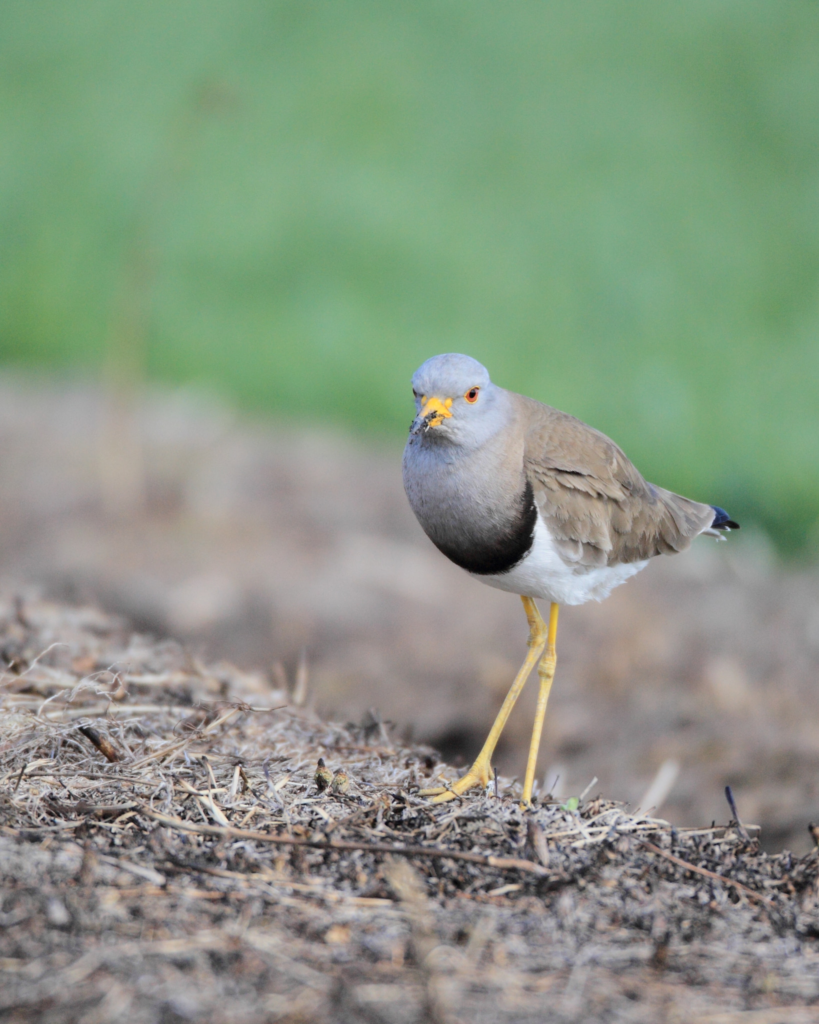 Canon EF 800mm F5.6L IS USM sample photo. ケリ ポーズ− photography