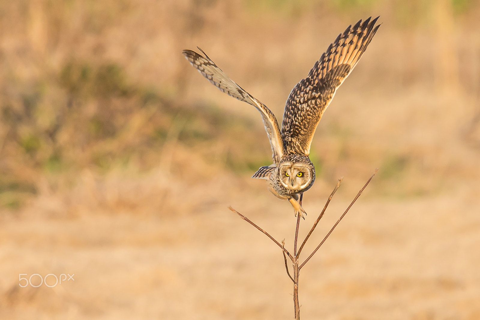 Canon EF 500mm F4L IS II USM sample photo. Fly away photography
