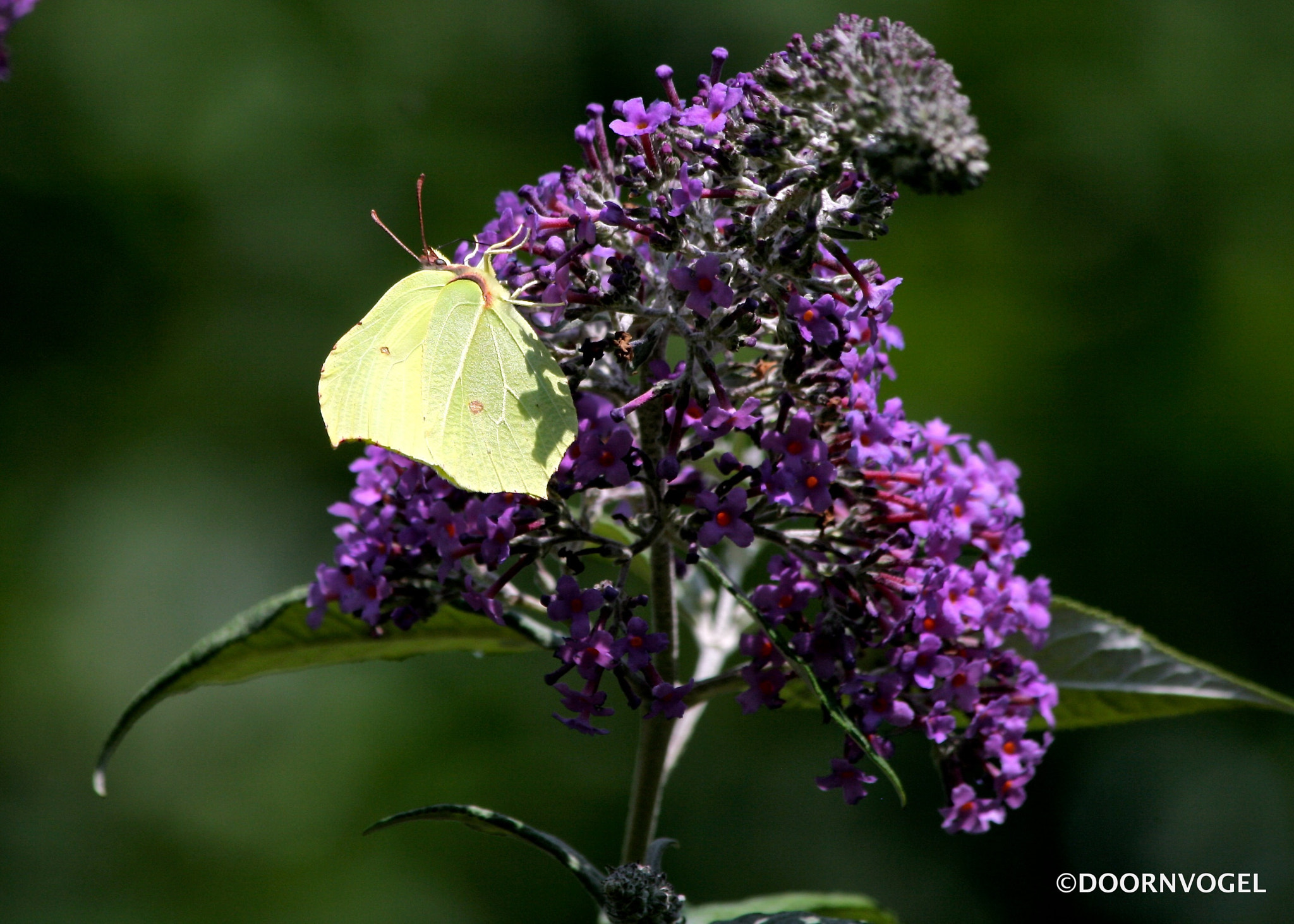 Canon EF 70-300mm F4-5.6 IS USM sample photo. Brimstone photography