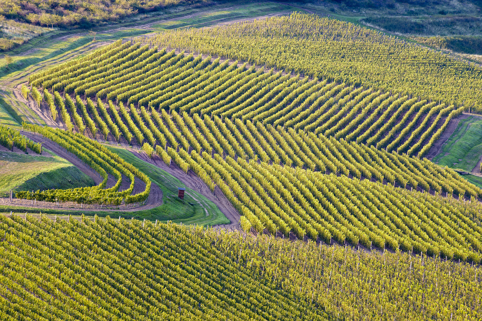 Nikon D800E sample photo. Vinohrady tokaj photography