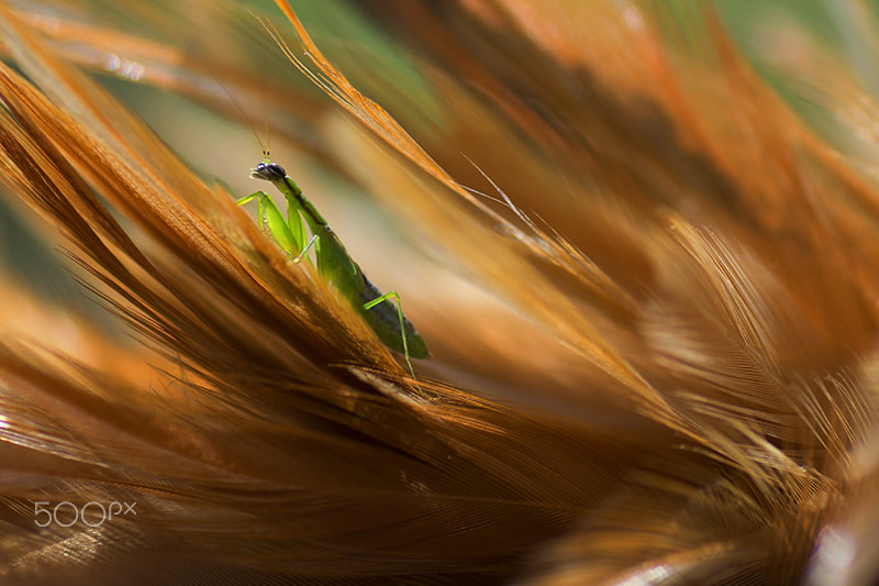 Nikon D3100 sample photo. Macro shot of green praying mantis photography