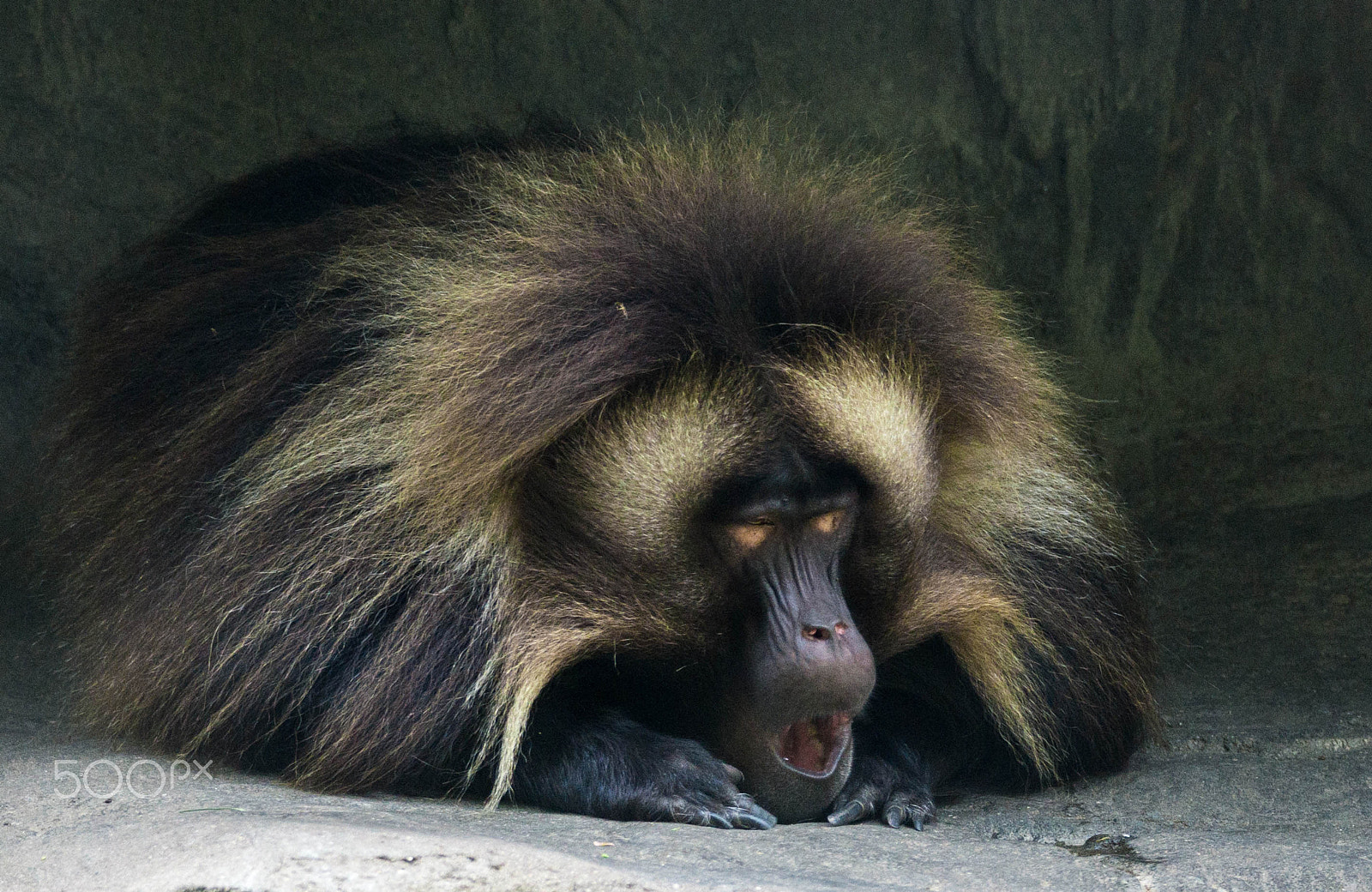 Sony 70-300mm F4.5-5.6 G SSM sample photo. Gelada baboon (1) photography