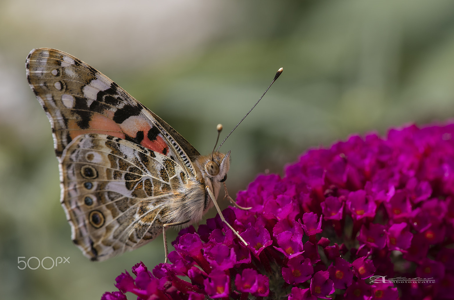 Canon EF 180mm F3.5L Macro USM sample photo. Schmetterling photography