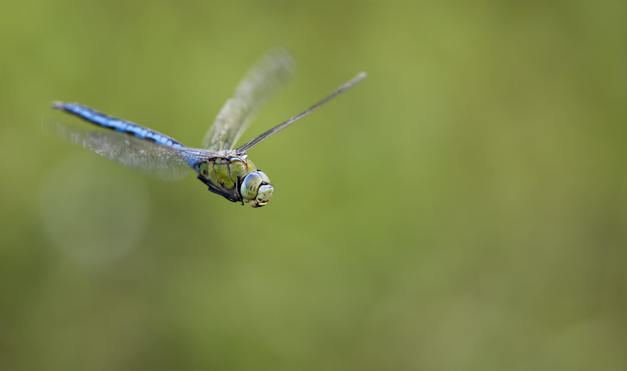 Canon EF 300mm F2.8L IS II USM sample photo. Flight of the emperor # 3 photography