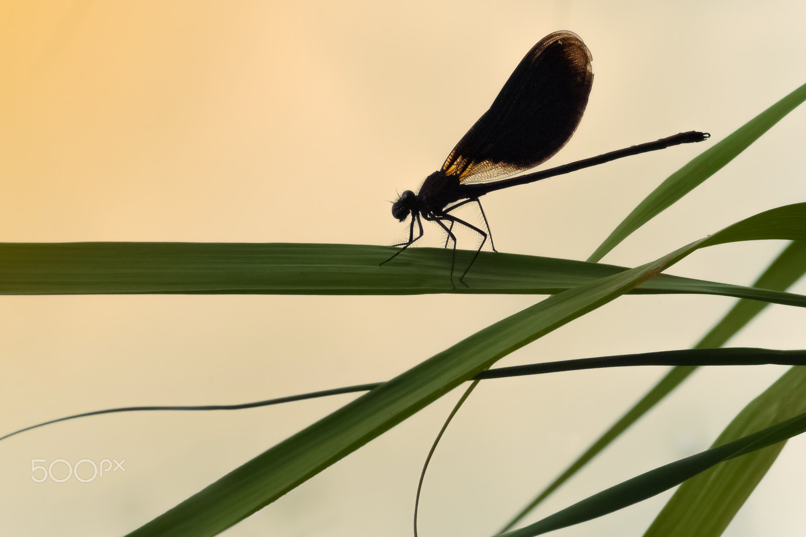 Nikon D2X sample photo. Damselfly photography