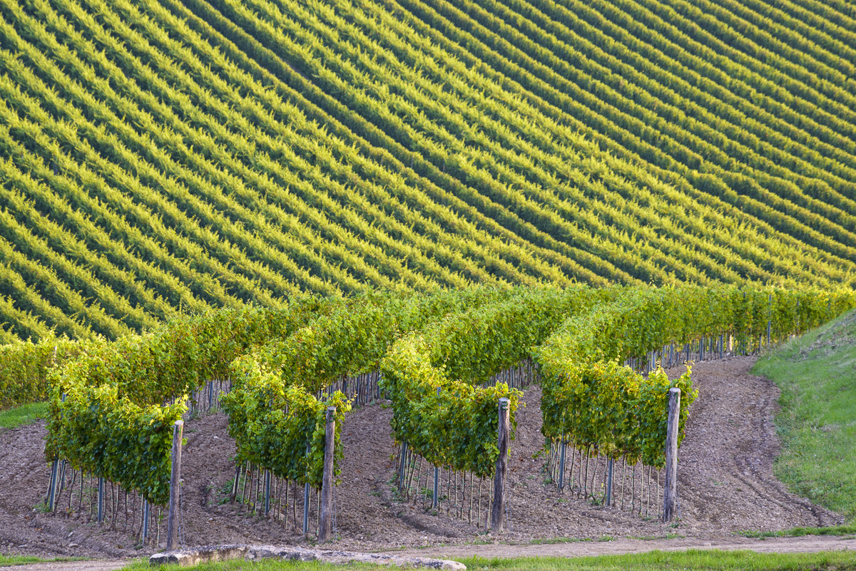 Nikon D800E sample photo. Vinohrady tokaj photography