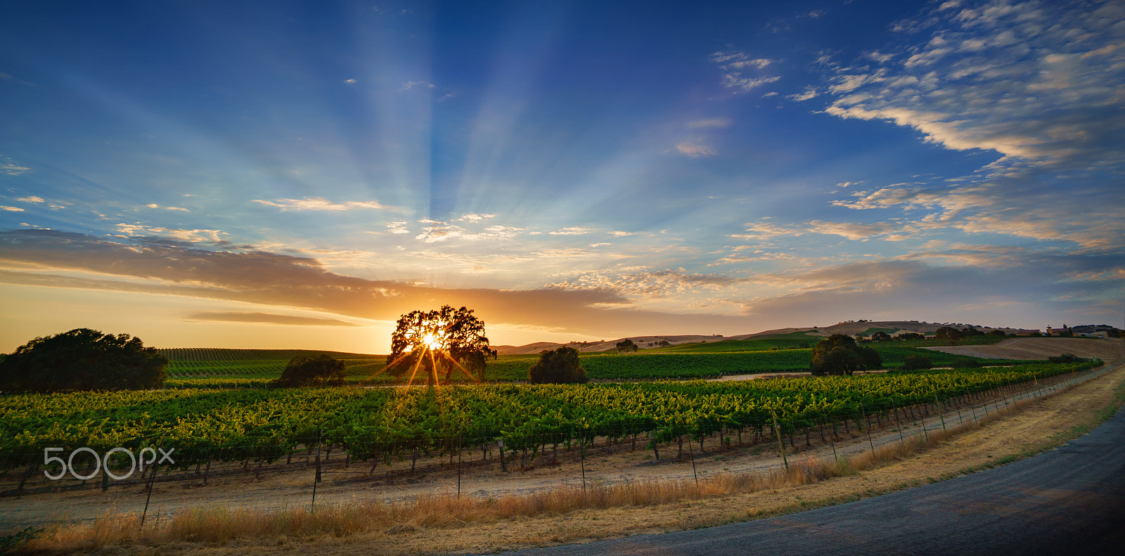 Sony a7R II + Voigtlander SUPER WIDE-HELIAR 15mm F4.5 III sample photo. Sun-streak vineyard photography