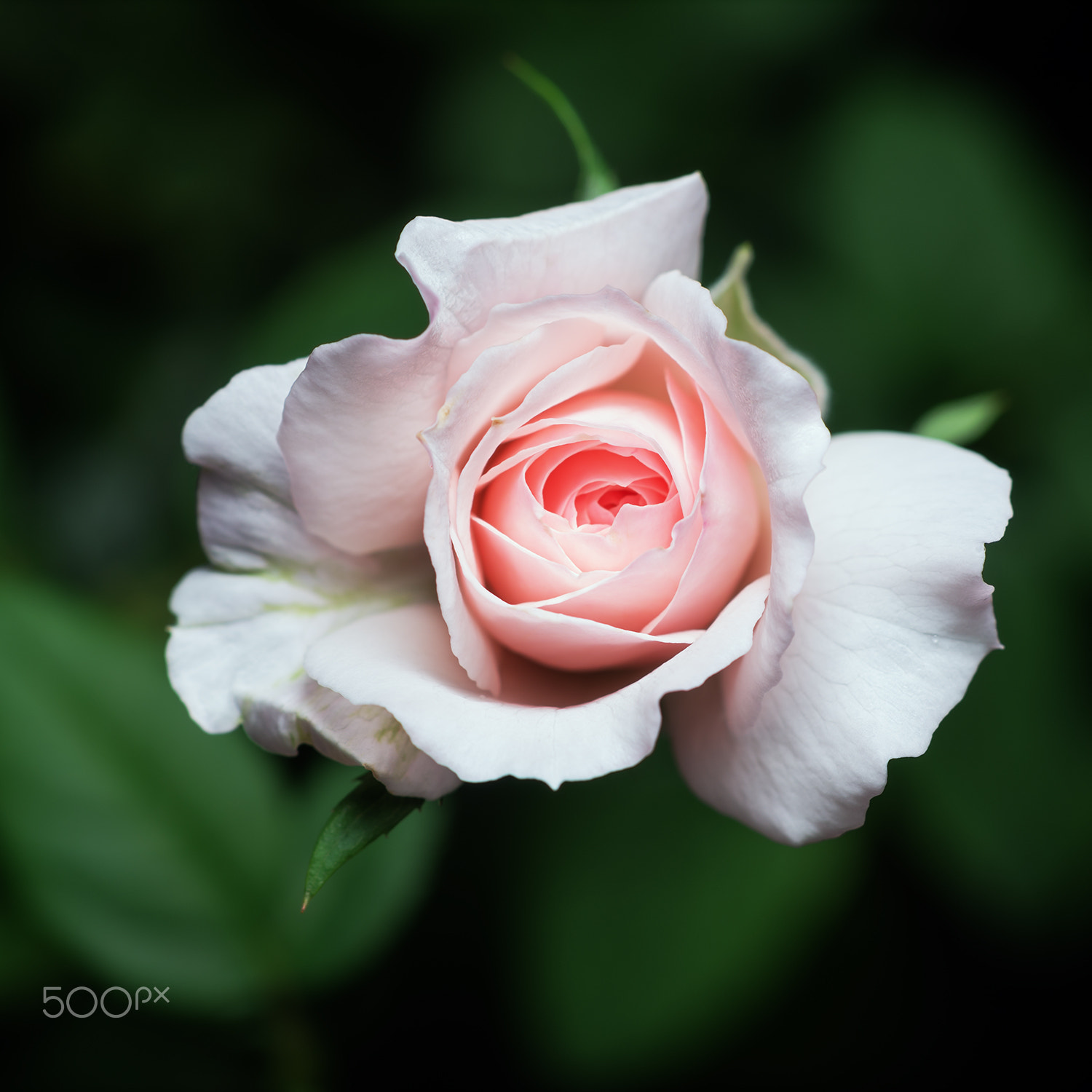 Sony a99 II + Sony 100mm F2.8 Macro sample photo. Misaki photography