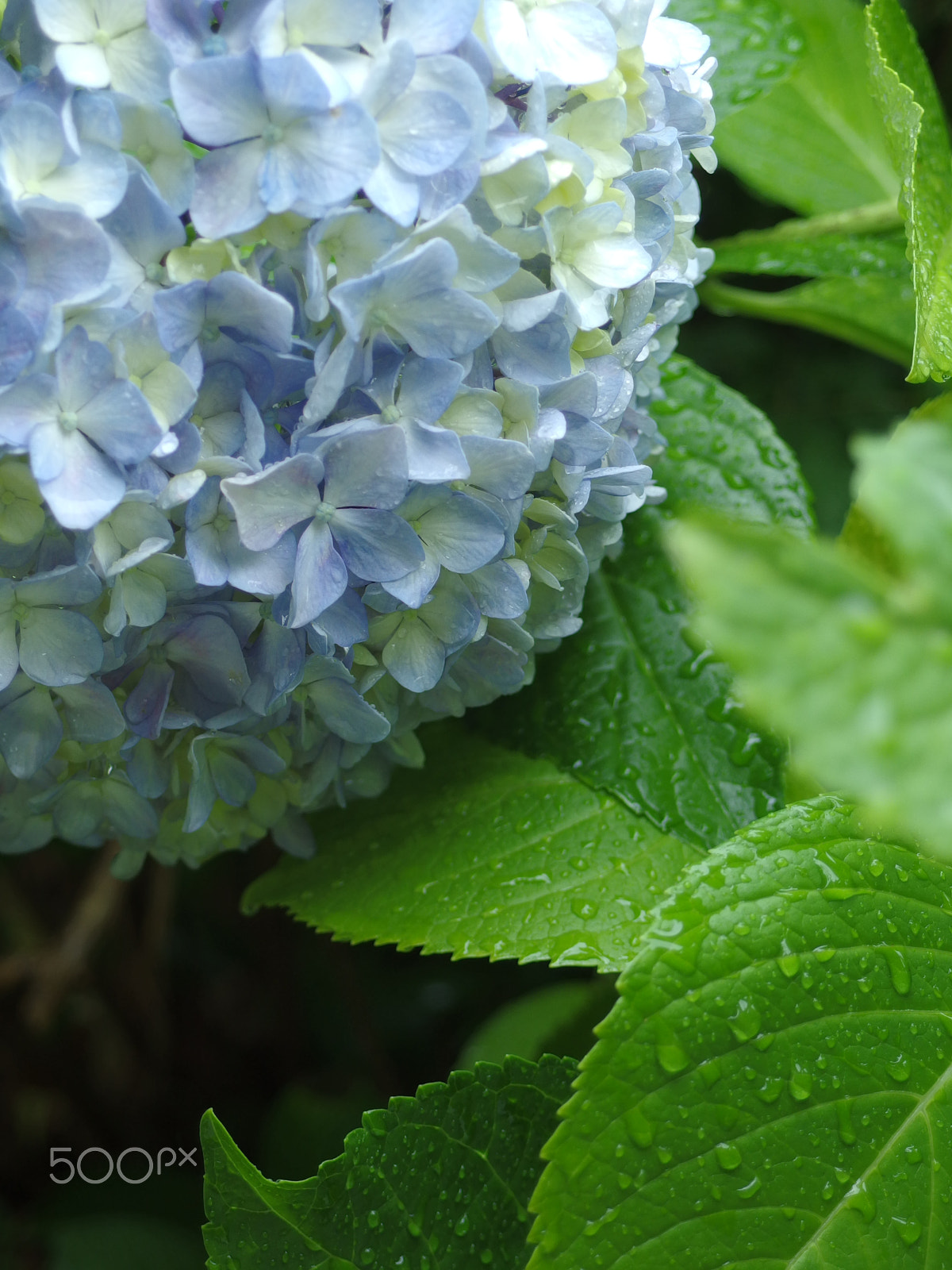 PENTAX RICOH IMAGING PENTAX MX-1 sample photo. Hydrangea in the rain photography