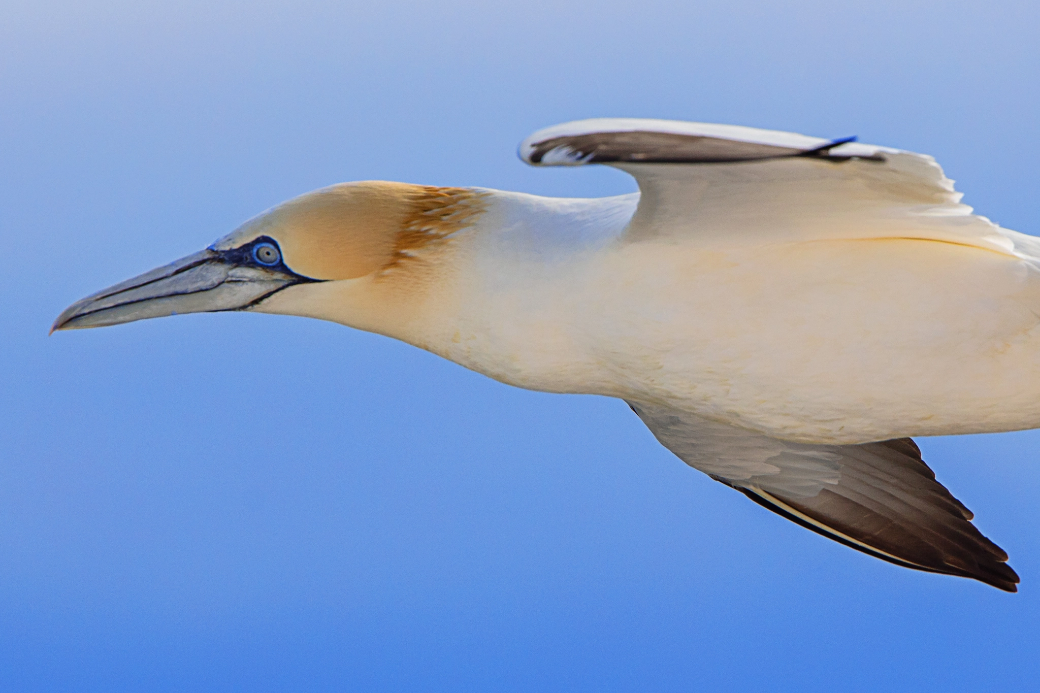 Canon EF 300mm F2.8L IS II USM sample photo. Basstölpel photography