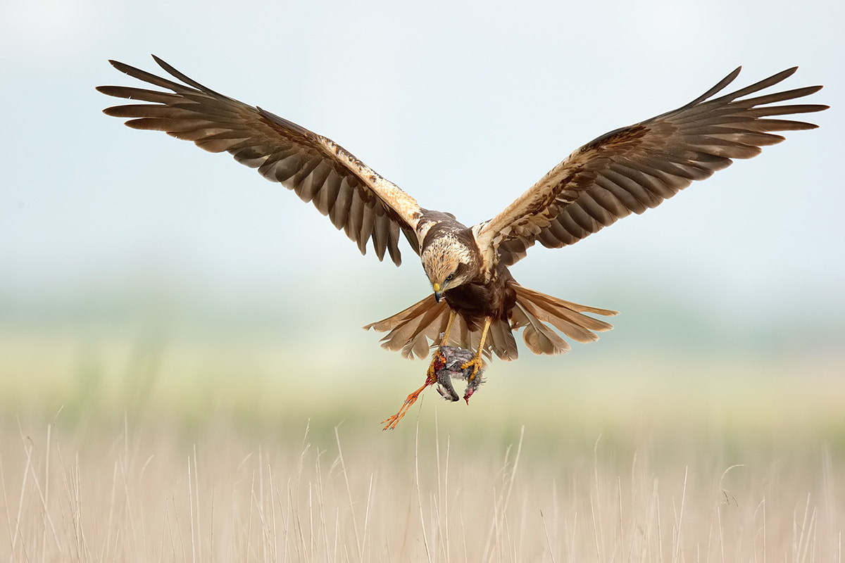 Canon EF 600mm F4L IS II USM sample photo. Marsh harrier  photography