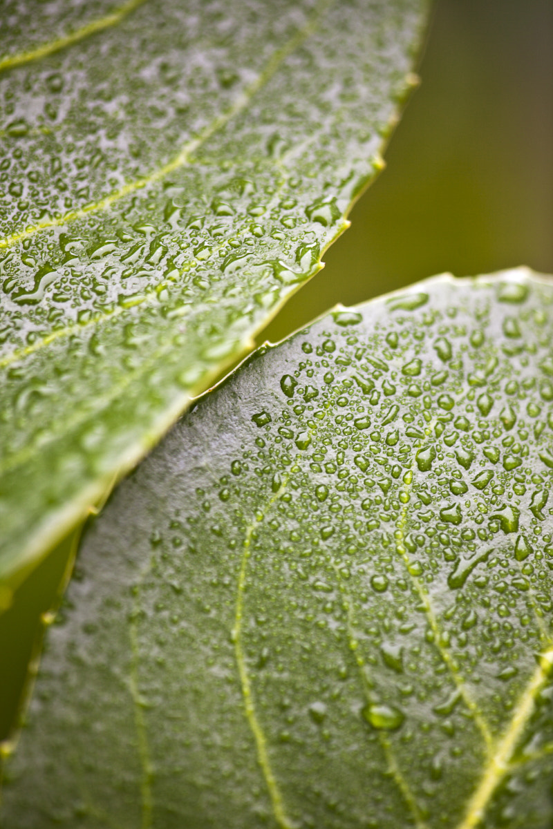 Canon EF 180mm F3.5L Macro USM sample photo. Ima sj zahrada makro photography
