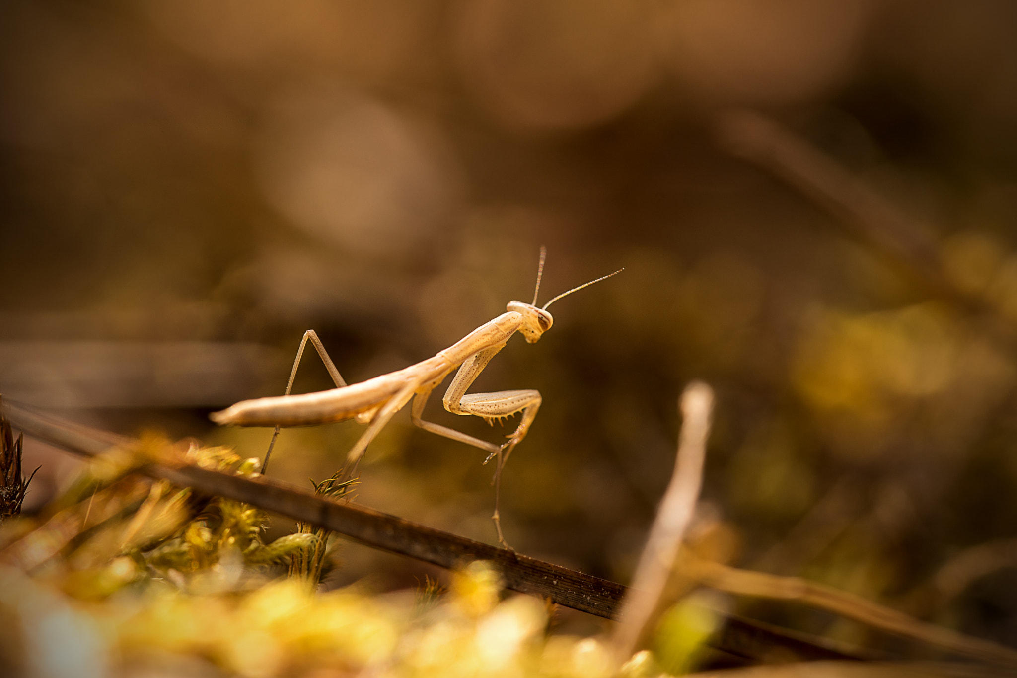 Tamron SP 24-70mm F2.8 Di VC USD sample photo. Say hello young mantis photography