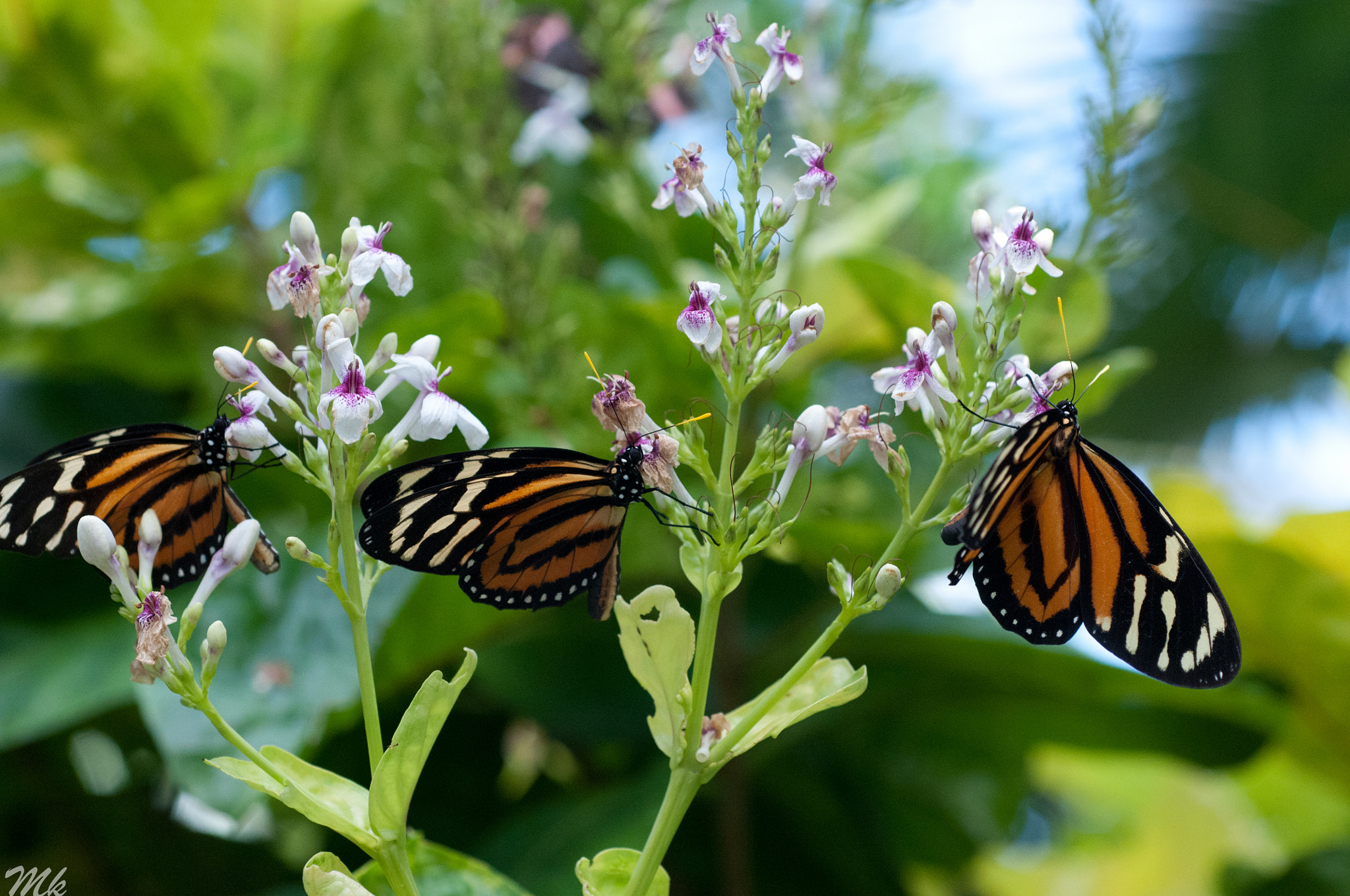 Nikon D300 + Nikon AF Micro-Nikkor 60mm F2.8D sample photo. Butterflies - butterfly conservatory, canada photography