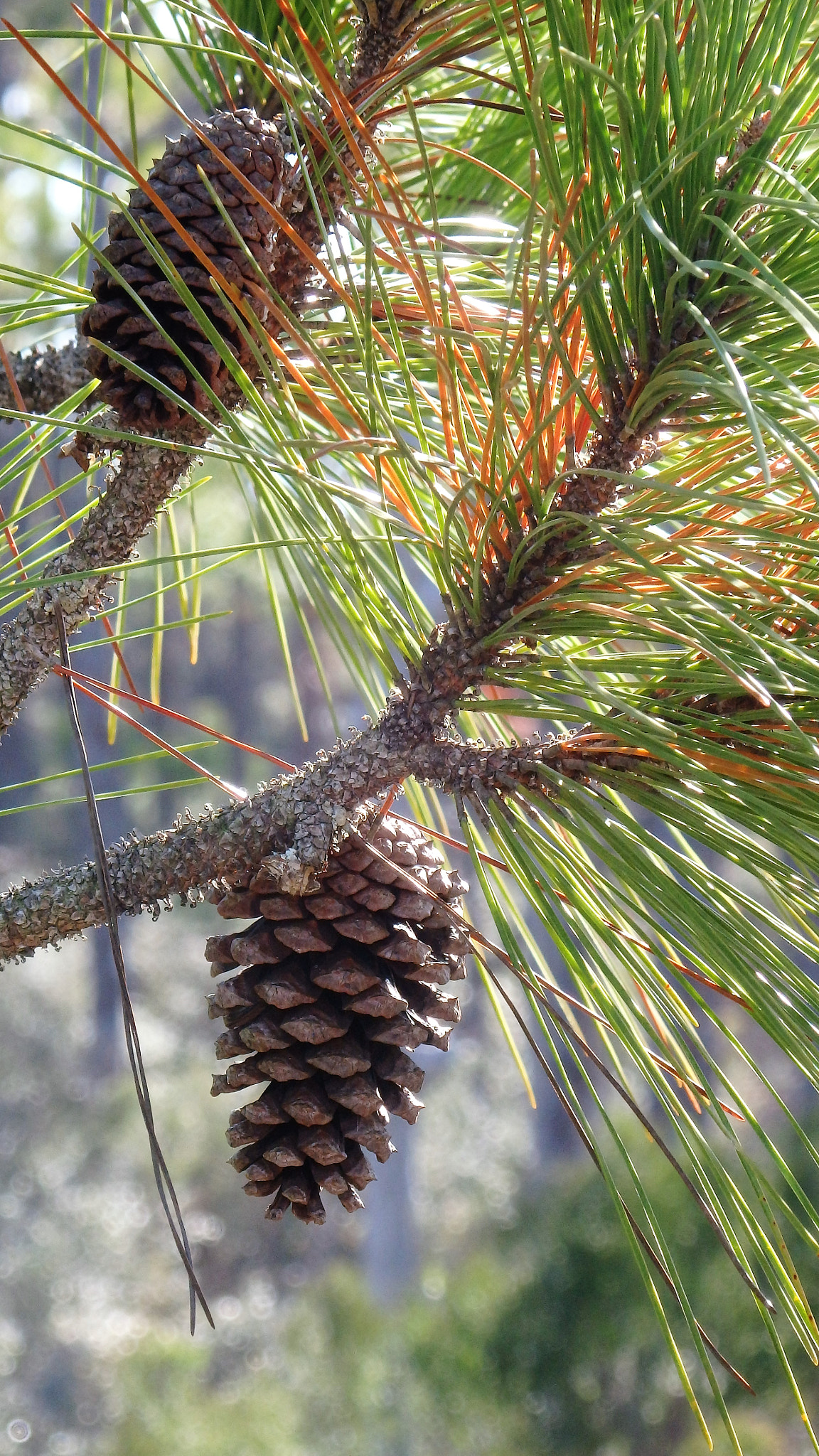 Olympus SH-1 sample photo. St. george island pine tree photography