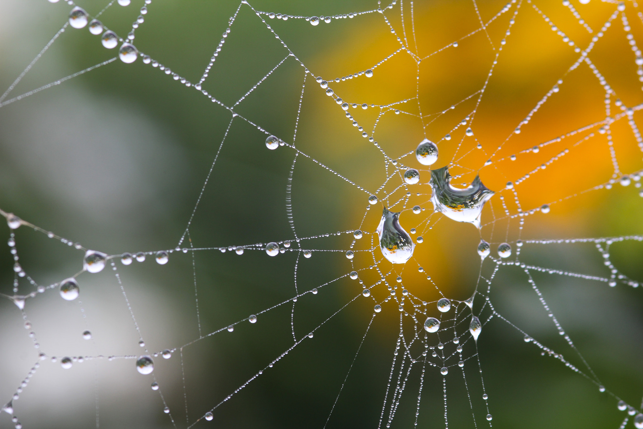 Canon EOS 60D + Sigma 105mm F2.8 EX DG Macro sample photo. Shapes - formes photography