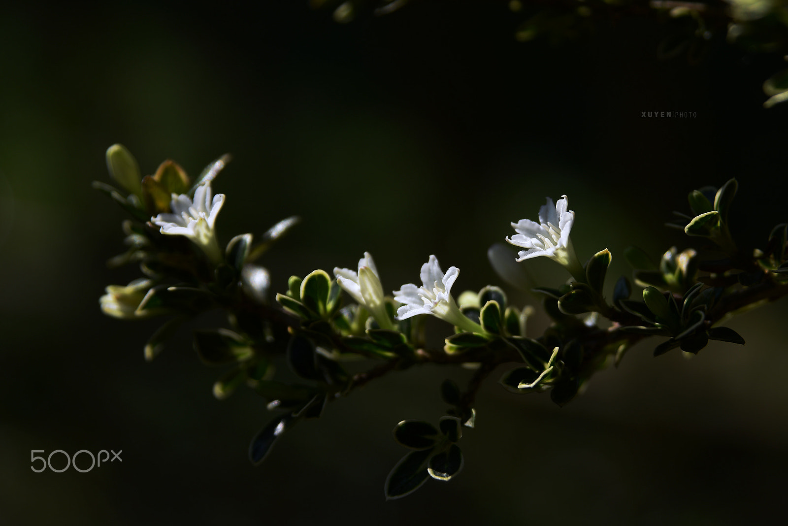 Nikon D600 sample photo. Light flower photography