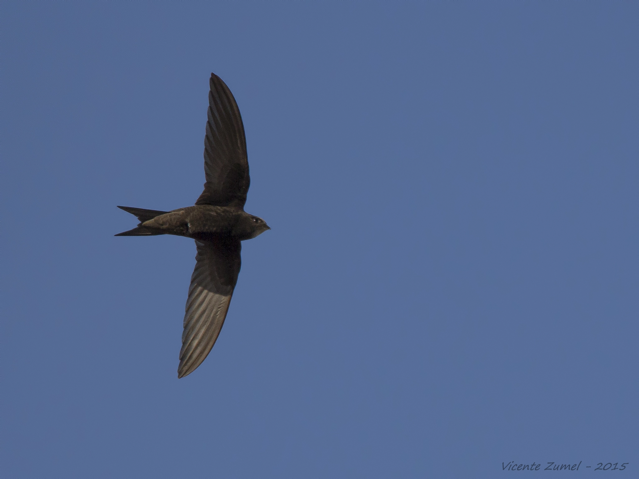 Tamron SP 150-600mm F5-6.3 Di VC USD sample photo. The voice of summer photography