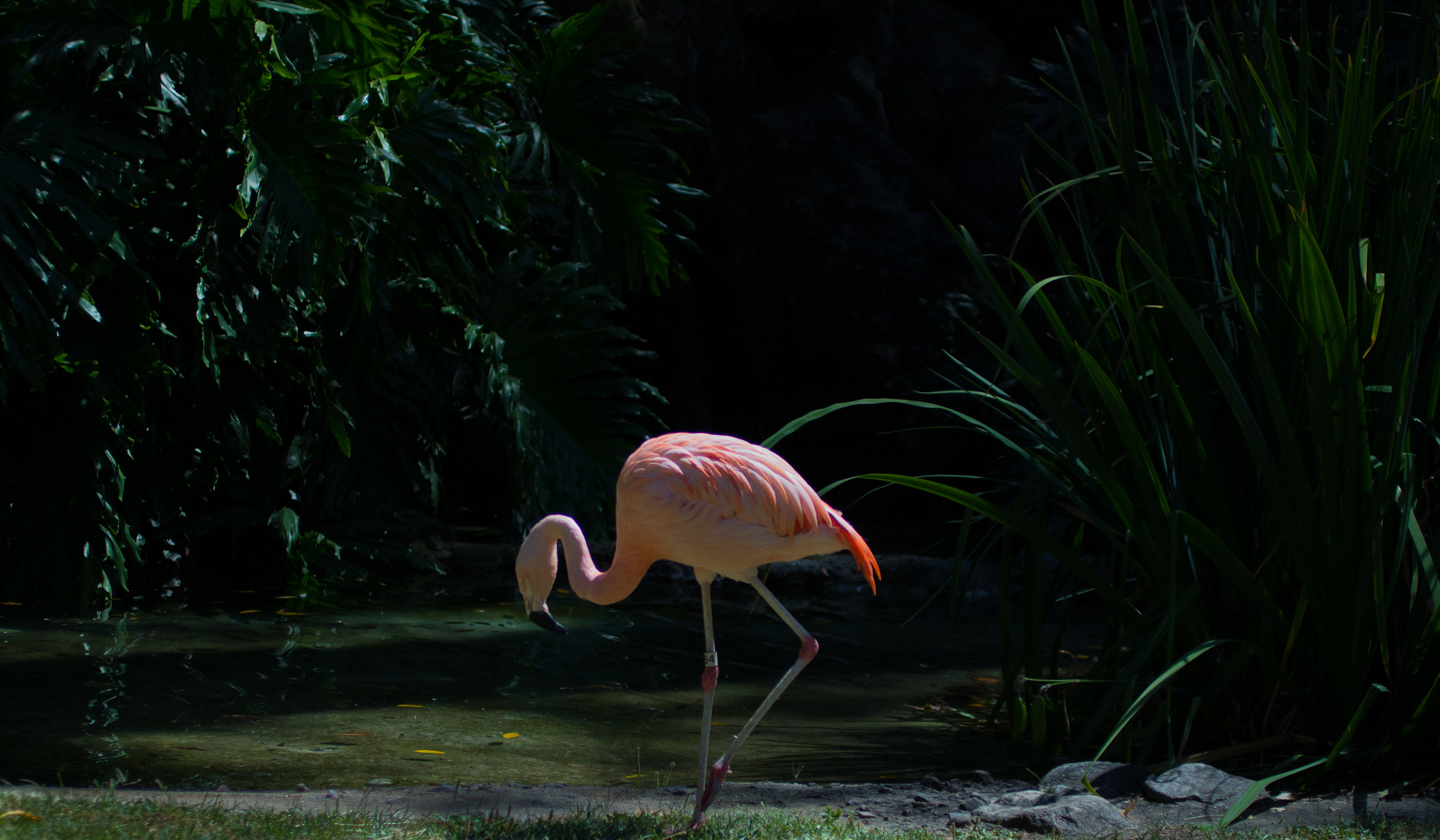 Canon EF 50mm F2.5 Macro sample photo. Pink photography