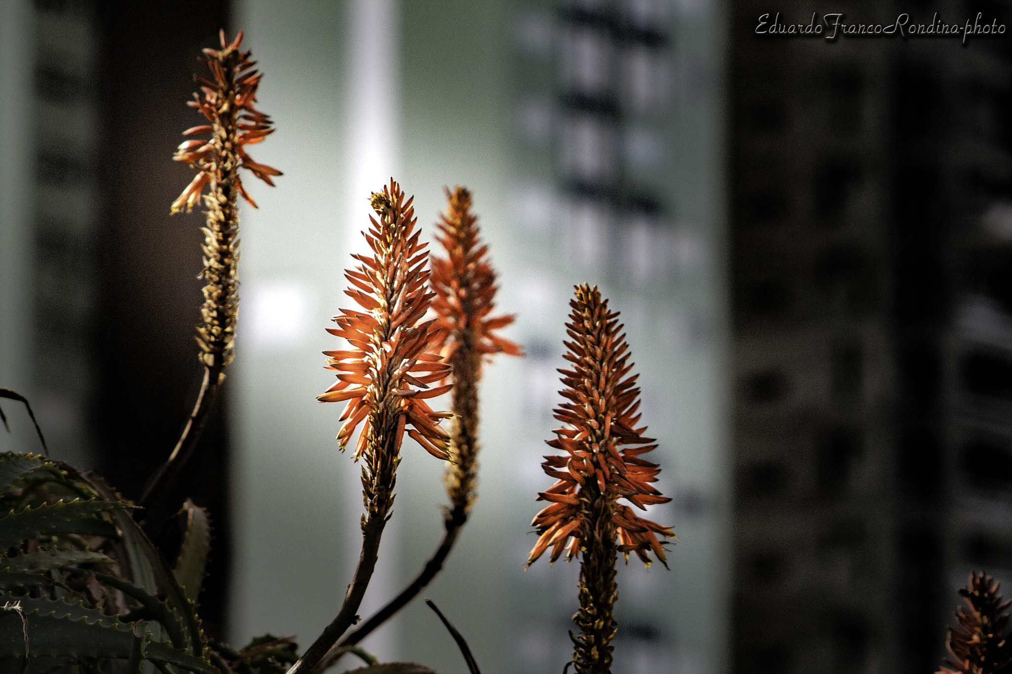 Canon EF 55-200mm F4.5-5.6 II USM sample photo. Only four photography