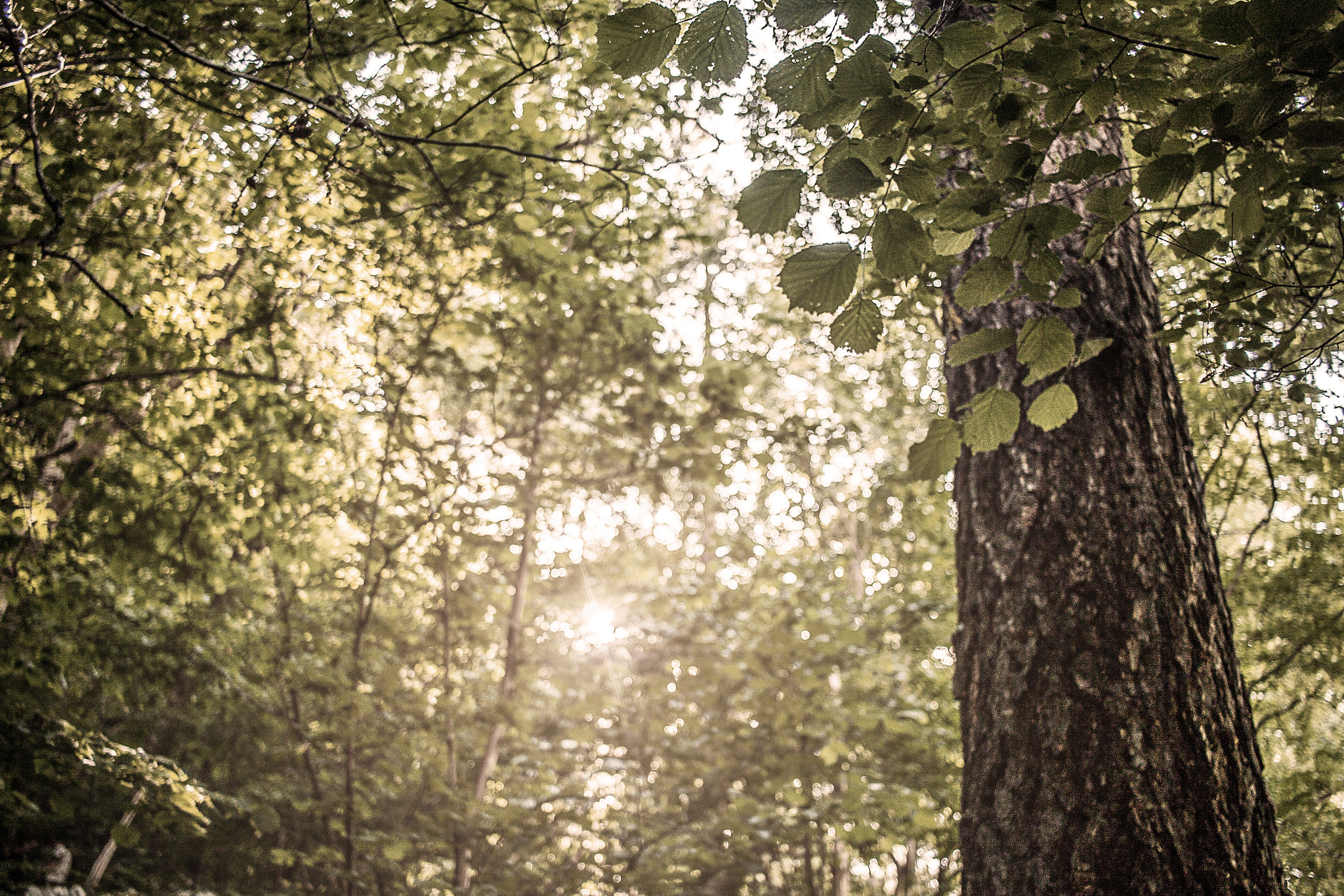 Canon EF-S 24mm F2.8 STM sample photo. Morning wood photography