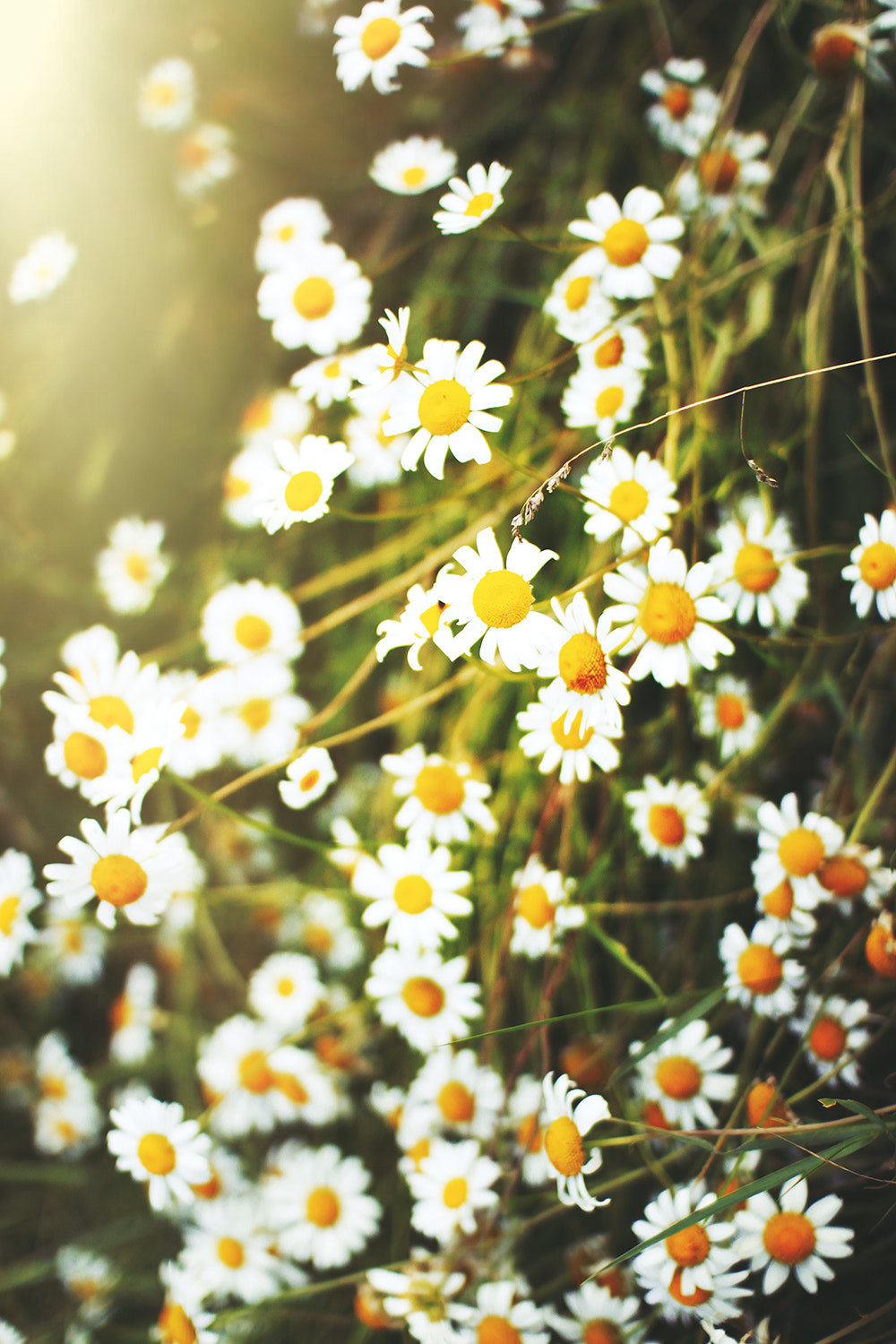 Sigma 30mm F1.4 EX DC HSM sample photo. Camomiles photography