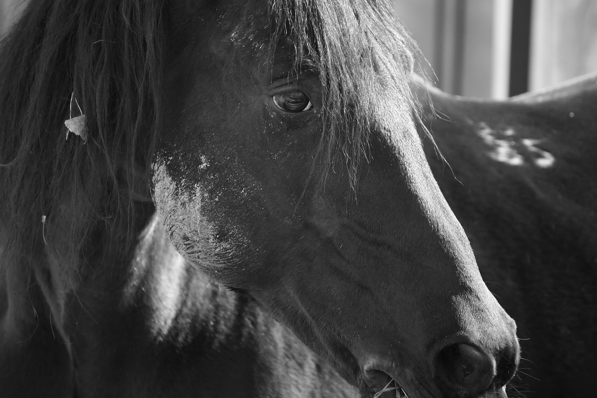 Canon EOS 450D (EOS Rebel XSi / EOS Kiss X2) + Sigma 50-200mm F4-5.6 DC OS HSM sample photo. Horse portrait photography