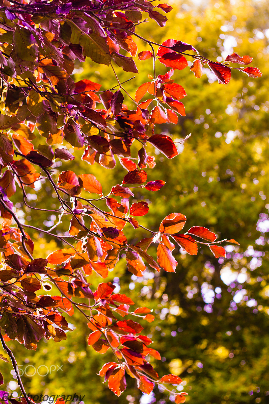 Canon EOS 400D (EOS Digital Rebel XTi / EOS Kiss Digital X) + Canon EF 50mm F1.8 II sample photo. Red leaves photography