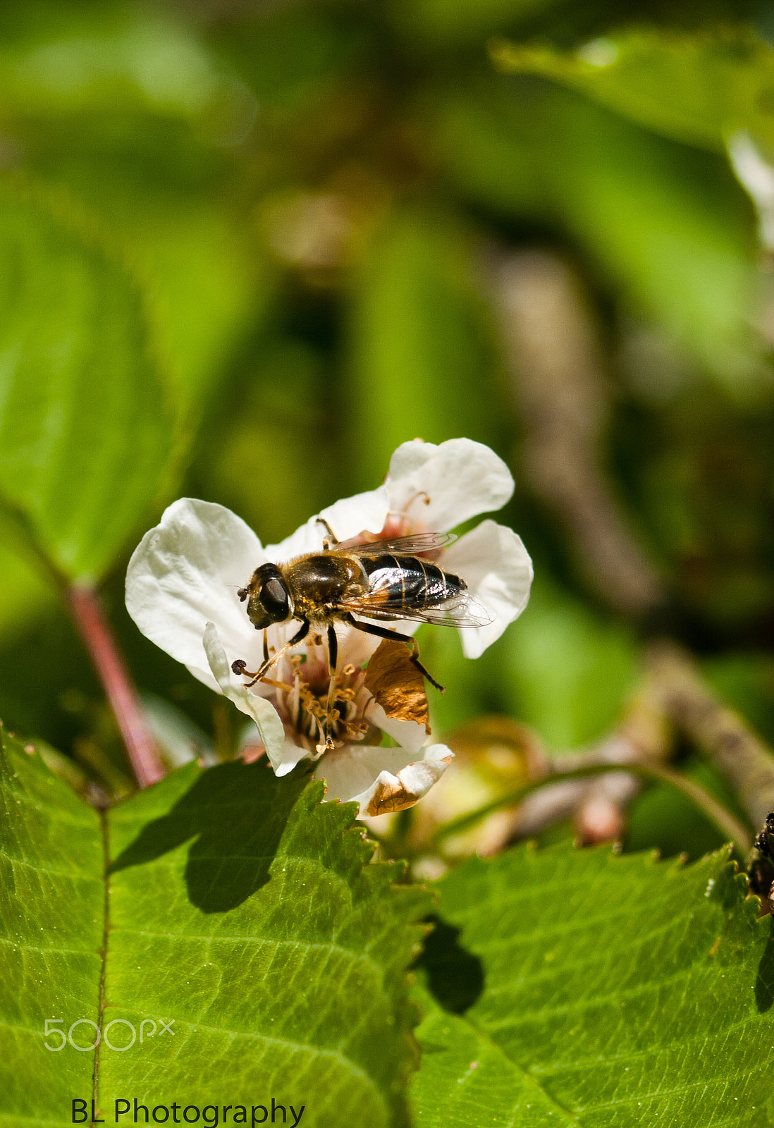 Canon EF 35-80mm f/4-5.6 sample photo. The flying bug photography