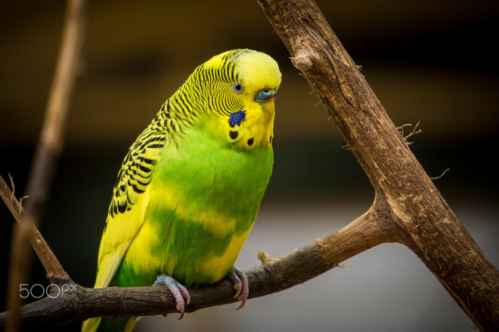 Sony a7 + Sony E 55-210mm F4.5-6.3 OSS sample photo. Yellow green parakeet photography