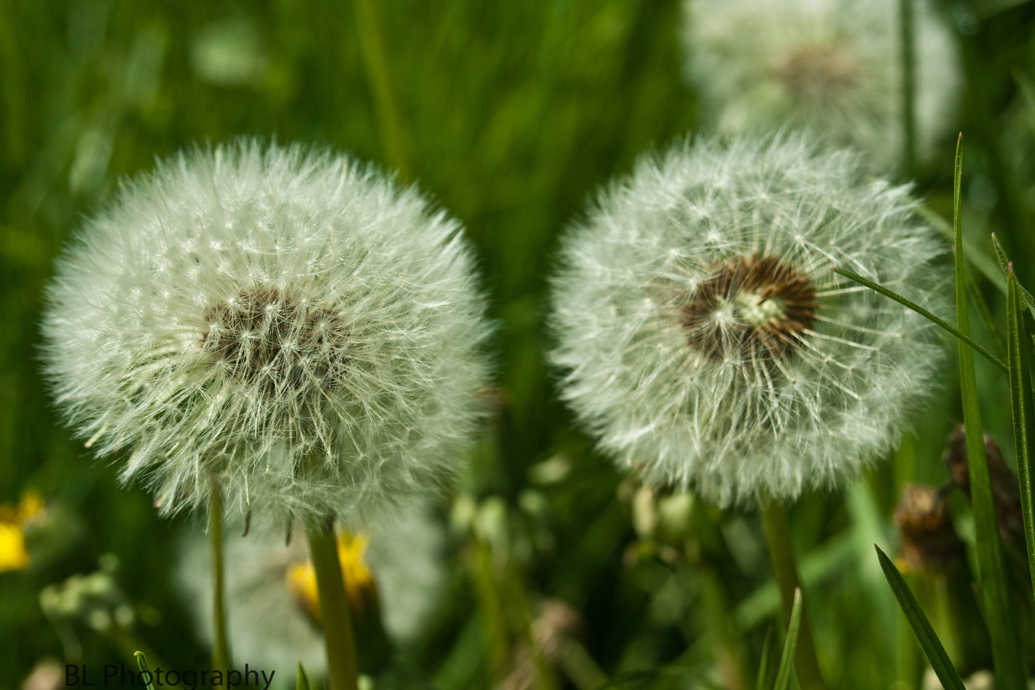 Canon EF 35-80mm f/4-5.6 sample photo. Dont blow it. photography