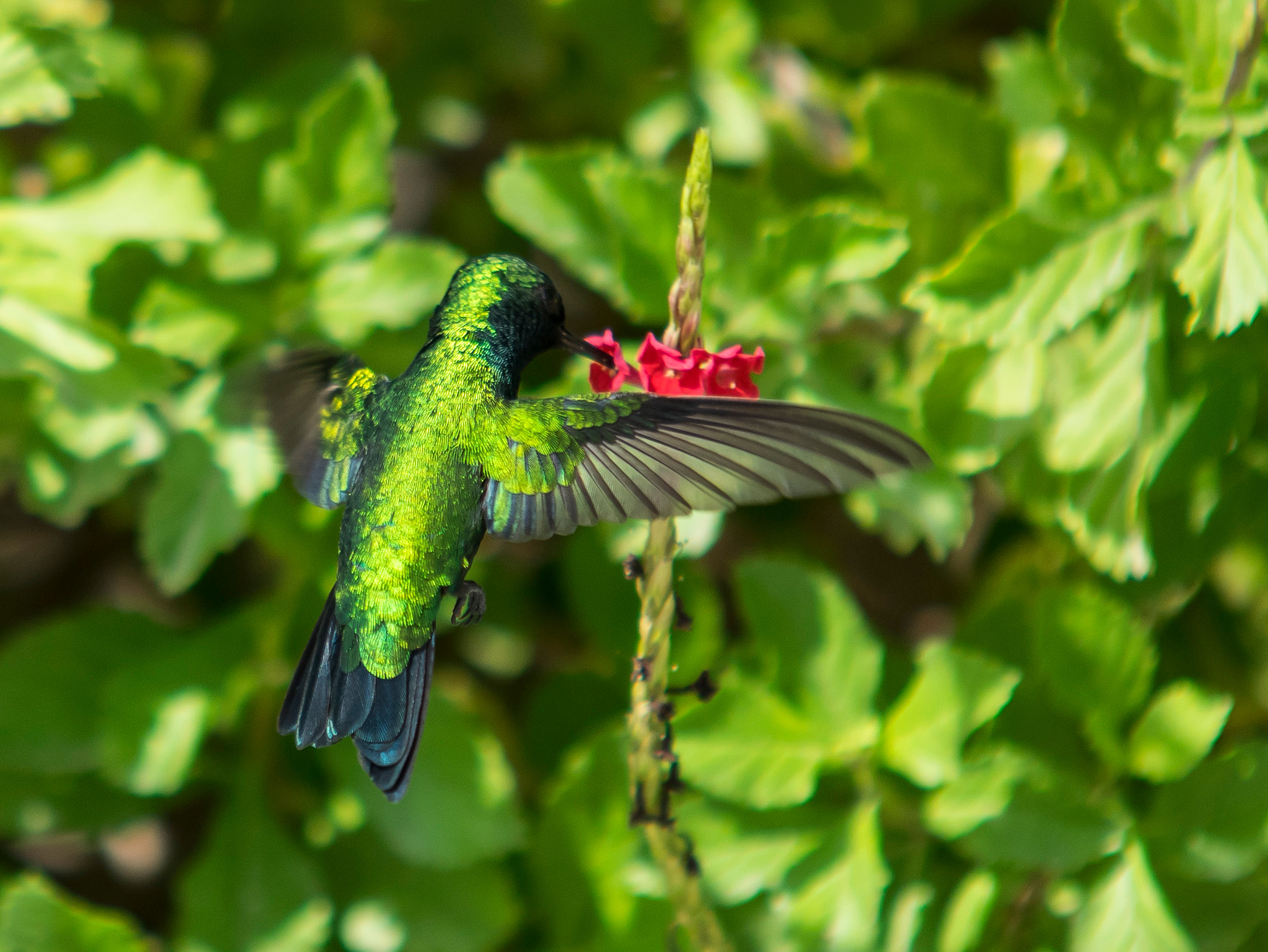 Sigma 70-200mm F2.8 EX DG Macro HSM II sample photo. Hummingbird on curacao photography