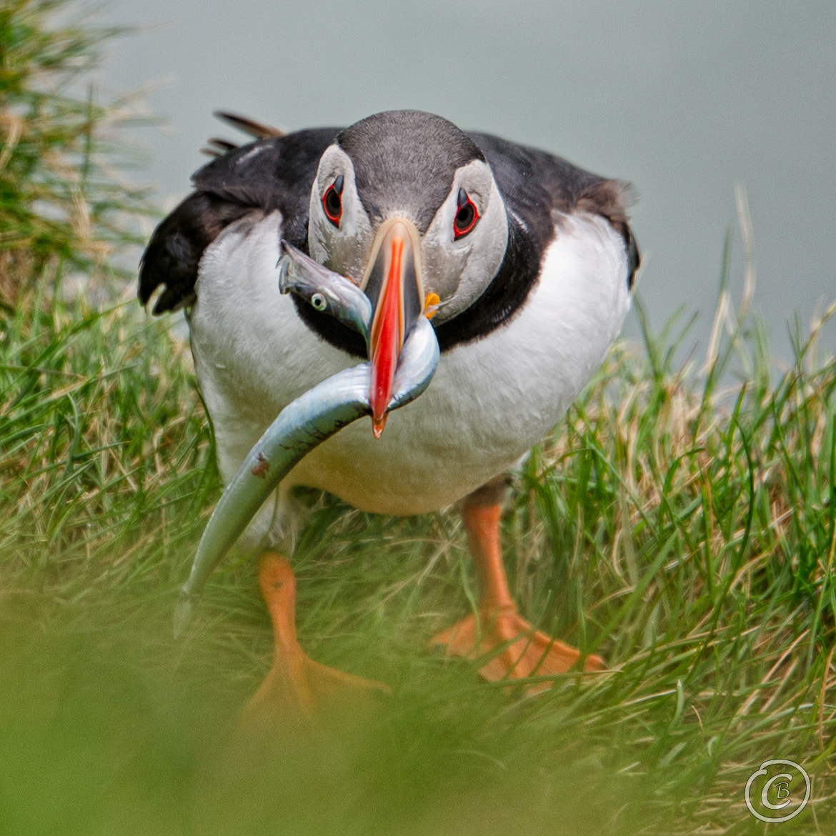 Tamron SP 70-200mm F2.8 Di VC USD sample photo. Puffin i photography