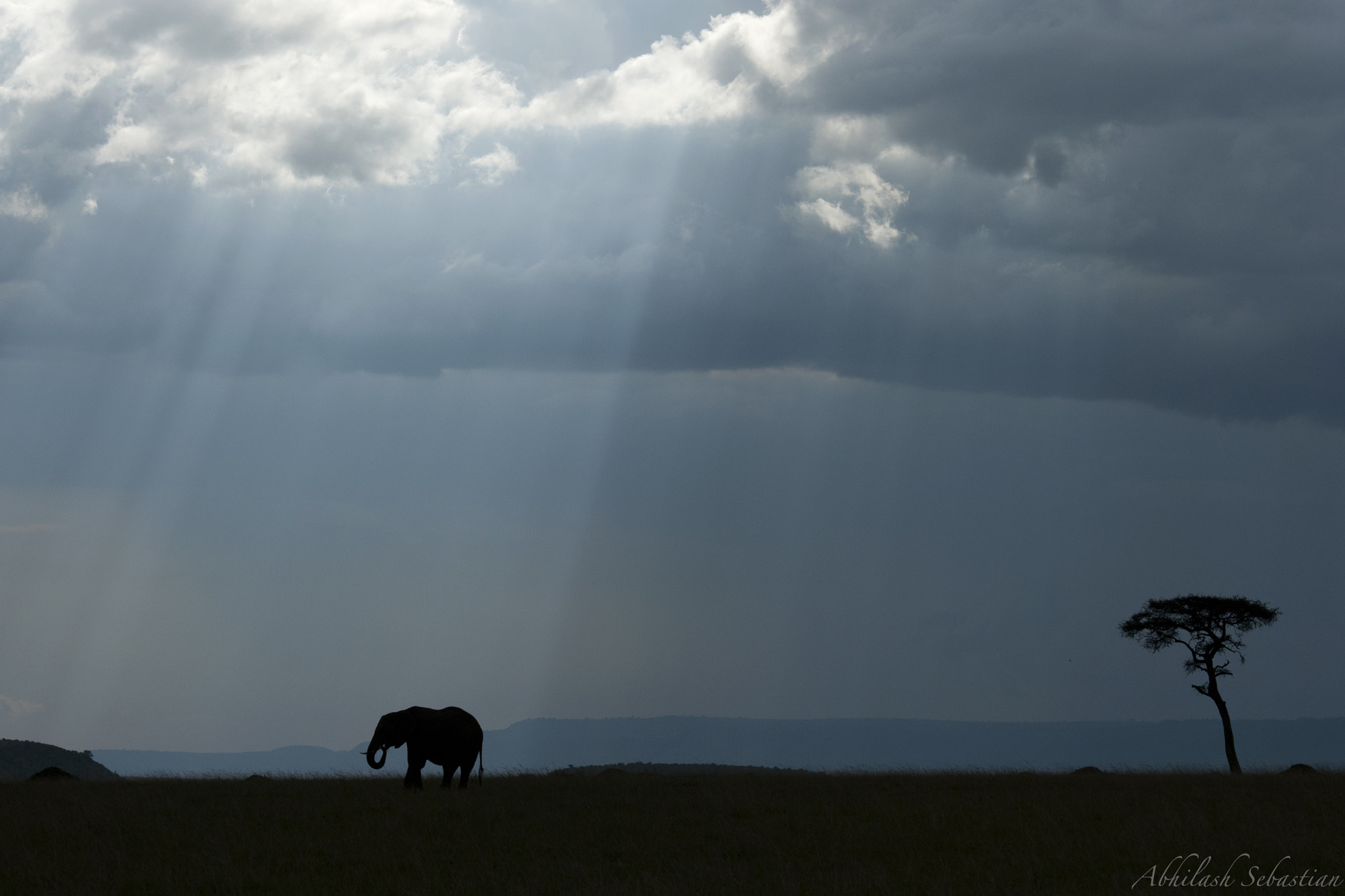 Nikon D80 sample photo. Masai-elephant photography