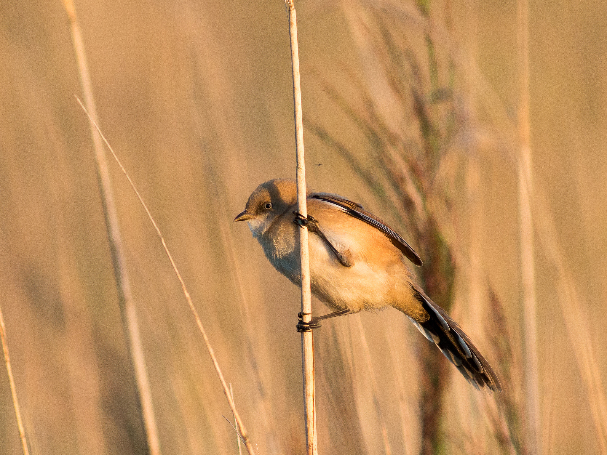 Olympus OM-D E-M1 + Metabones 400/5.6 sample photo. Bearded tit photography