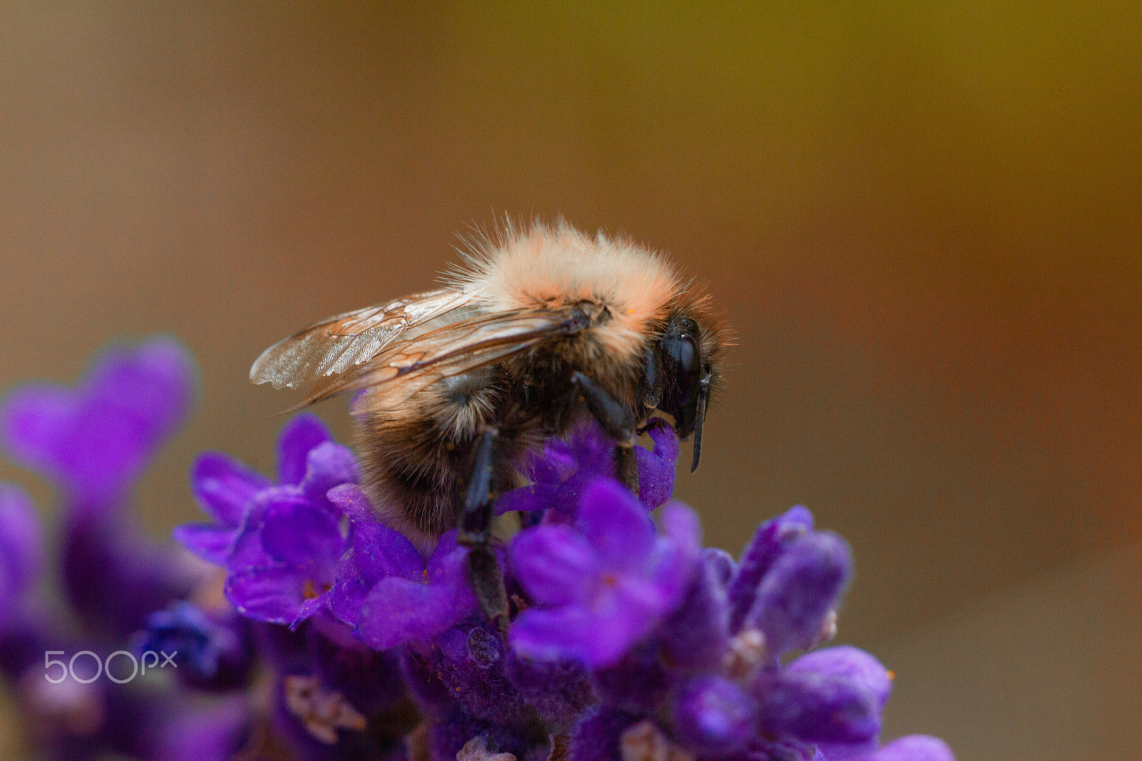 Sigma APO Macro 150mm f/2.8 EX DG HSM sample photo. Bee on blue photography