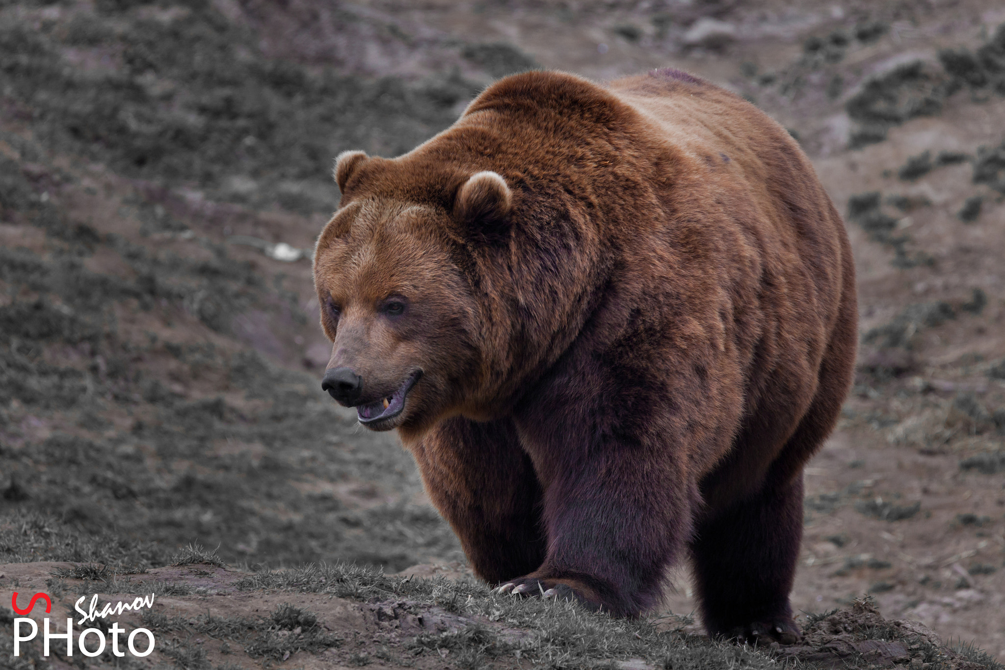 Tamron SP 150-600mm F5-6.3 Di VC USD sample photo. Bear photography