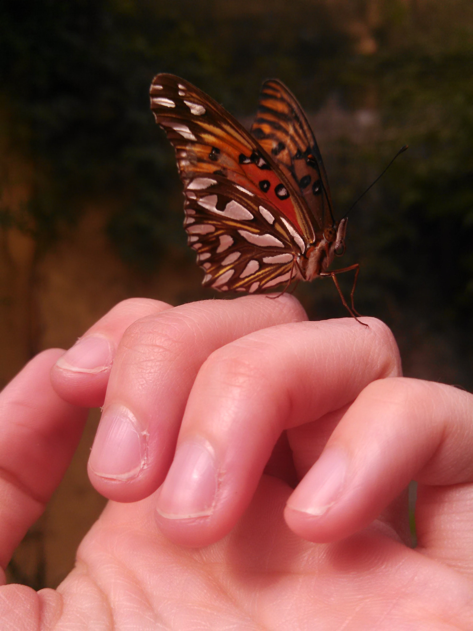 Motorola DROID RAZR HD sample photo. Free butterfly photography