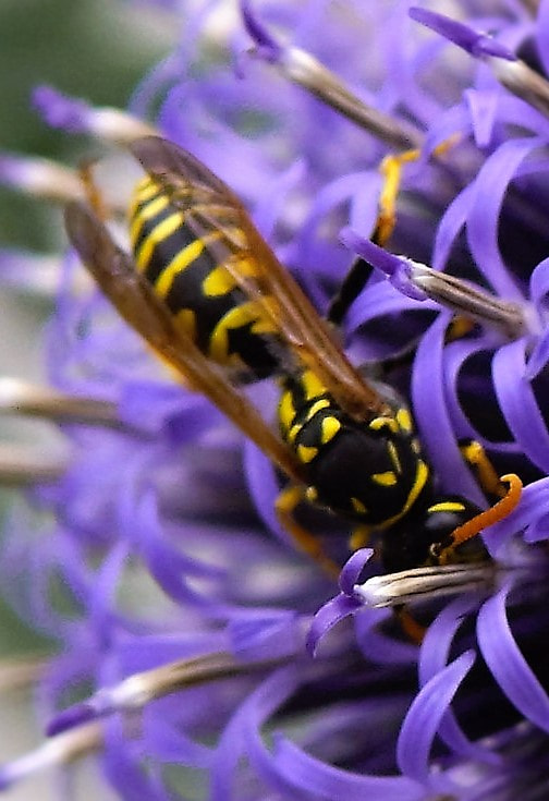 Sony SLT-A68 + Tamron Lens (255) sample photo. The wasp photography