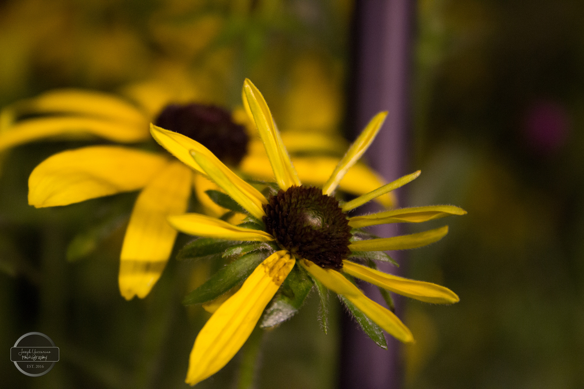 Canon EF-S 18-55mm F3.5-5.6 II sample photo. Nyc photography