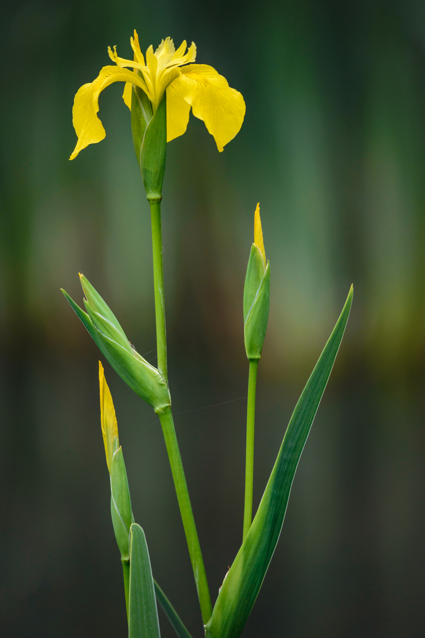 Sigma 150-500mm F5-6.3 DG OS HSM sample photo. Yellow iris photography