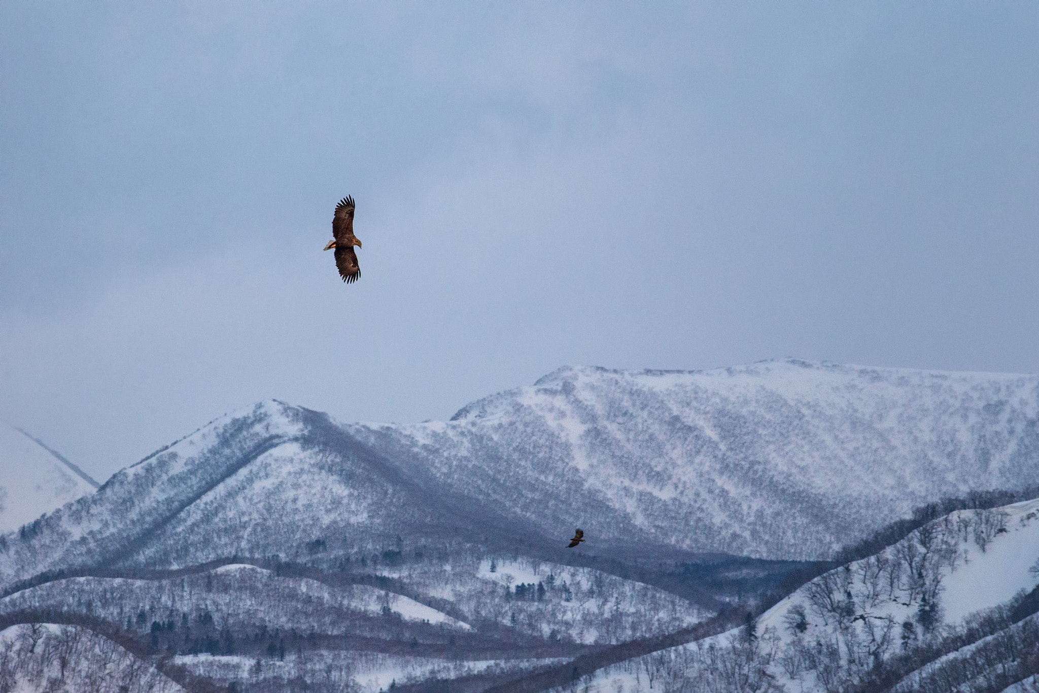 Canon EF 200mm F2.8L II USM sample photo. White-tailed eagle photography