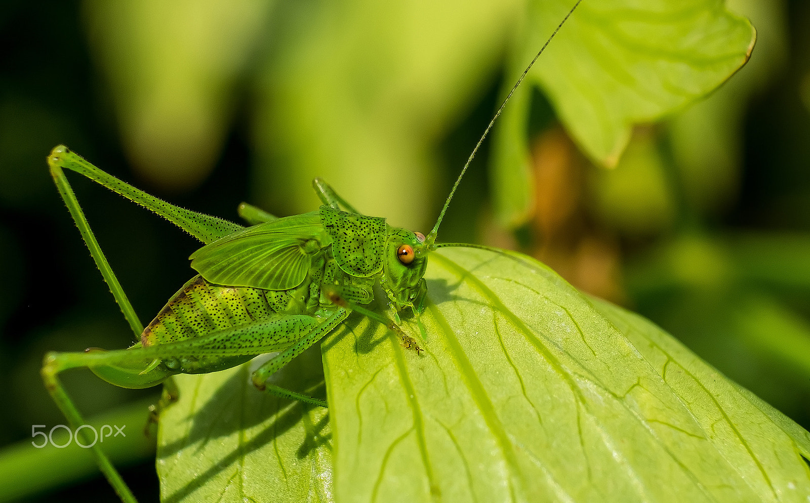 Fujifilm X-E1 + Fujifilm XF 60mm F2.4 R Macro sample photo. Flip photography