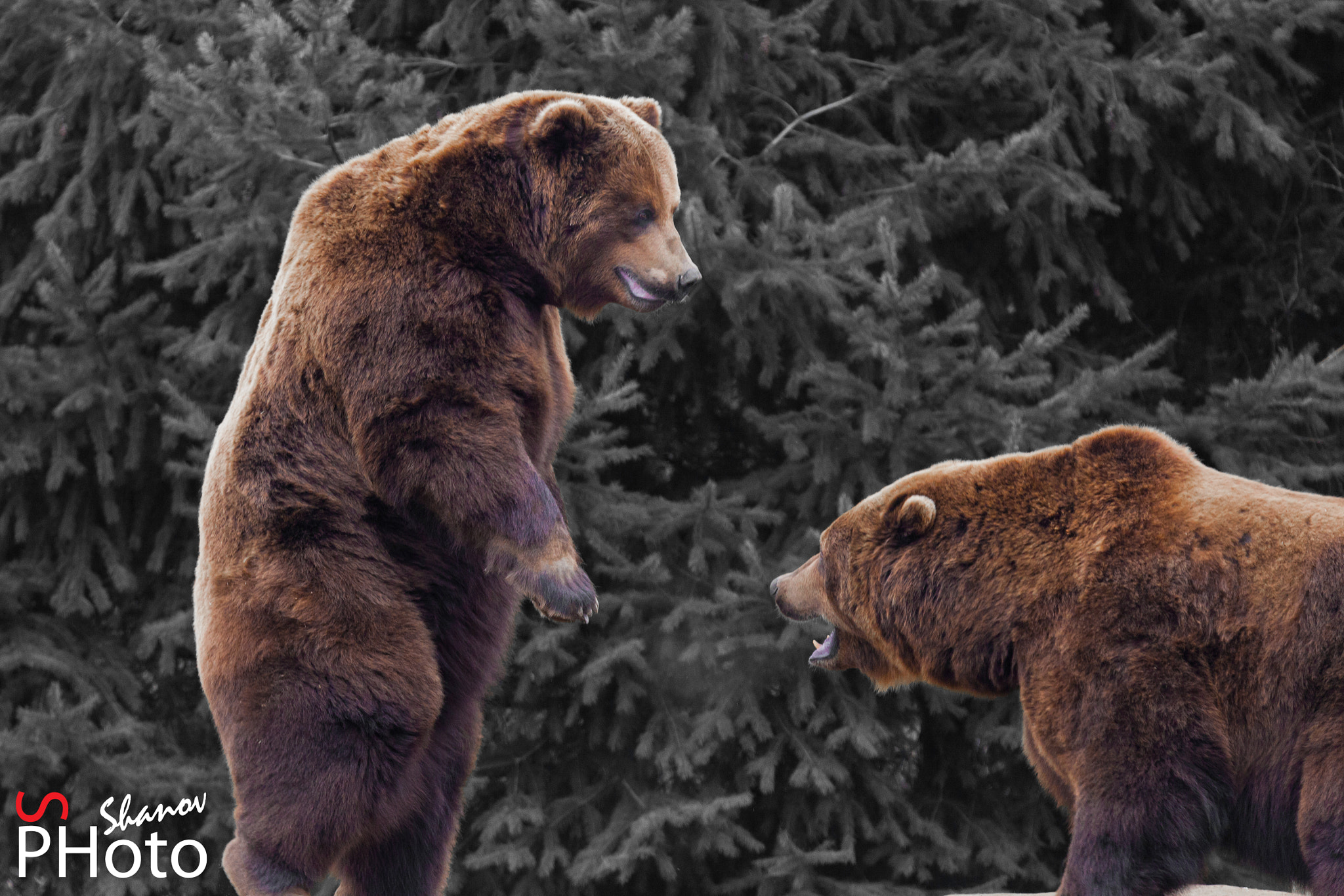 Tamron SP 150-600mm F5-6.3 Di VC USD sample photo. Bears photography
